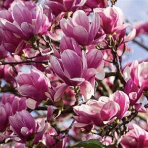 Magnolia Jane 4/5ft