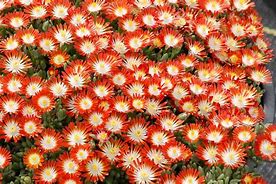 Delosperma Tangerine Tango