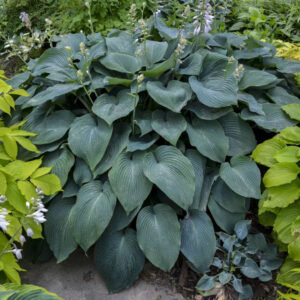 Hosta Blue Angel