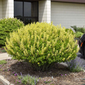 Baptisia Lemon Meringue
