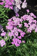 Achillea Firefly Amethyst