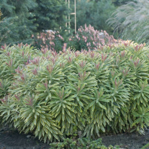 Euphorbia Ascot Rainbow