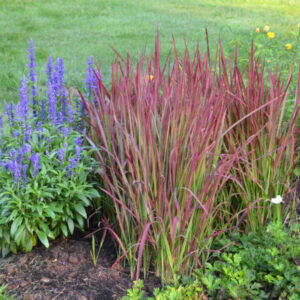 Grass Japanese Blood Red Baron