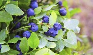 Blueberry Northland 8”