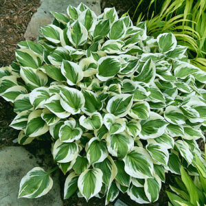 Hosta Diamonds are Forever
