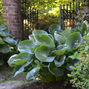 Hosta Abiqua Drinking Gourd