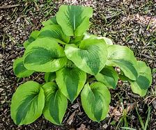 Hosta Afterglow