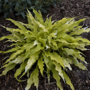 Hosta Wiggles and Squiggles