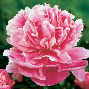 Peony Dr. Alexander Fleming