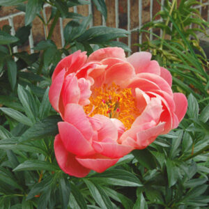 Peony Coral Sunset