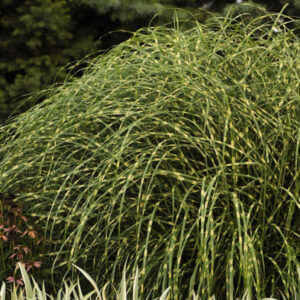 Miscanthus Little Zebra