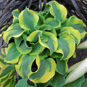 Hosta School Mouse