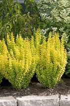 Barberry Sunjoy Gold Pillar