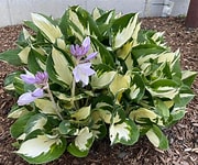 Hosta Loyalist