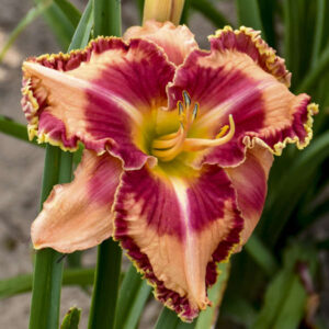 Hemerocallis Lake of Fire