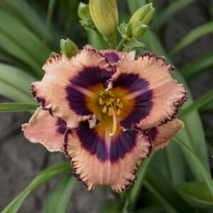 Hemerocallis Hungry Eyes