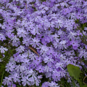 Phlox Emerald Blue creeping