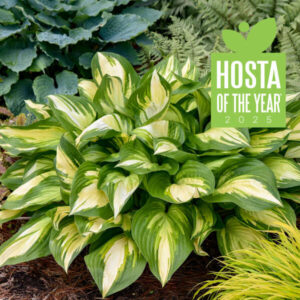 Hosta Miss America