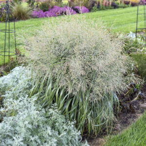 Grass Panicum Niagara Falls