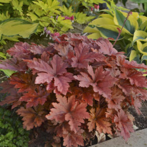 Heucherella Hopscotch