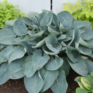 Hosta Above the Clouds
