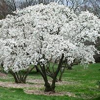 Magnolia Royal Star 5/6 ft