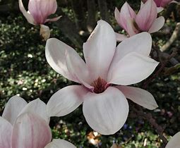 Magnolia Saucer 2” caliper