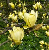 Magnolia Sunburst #7
