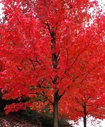 Maple Autumn Blaze #20 pot