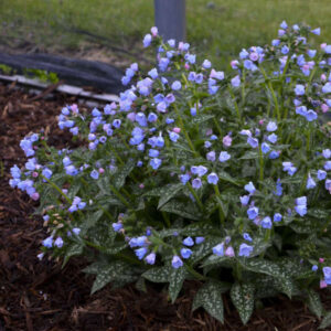 Pulmonaria Twinkle Toes
