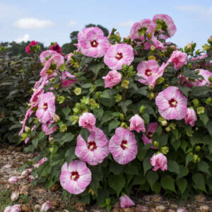 Hibiscus Spinderella