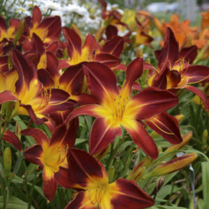 Hemerocallis Ruby Spider