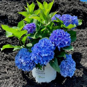 Hydrangea Rhythmic Blue