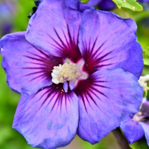Rose of Sharon Blue Chiffon #3 Pot