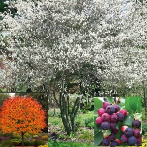 Serviceberry Autumn Brilliance 7/8 ft