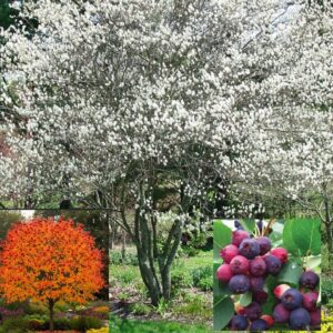 Serviceberry Autumn Brilliance Tree form #10 Pot