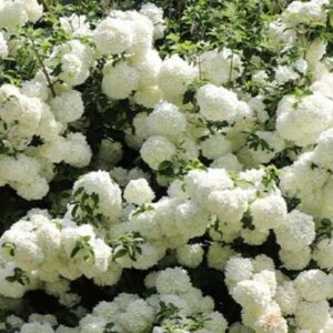 Viburnum Common Snowball