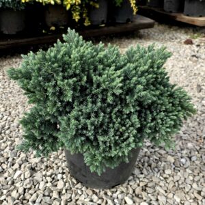 Juniper Blue Star #3 Pot