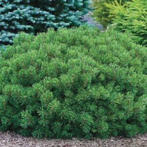 Pine Mugo #10