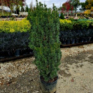 Yew Hicksii 36" #3 Pot