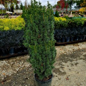 Yew Hicksii #5 Pot