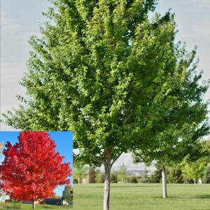 Maple Redpoint #10 potted