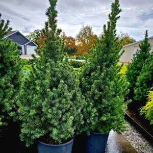 Spruce Dwarf Alberta Conica 24"-36" #3 Pot