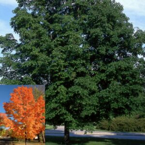 Maple Sugar Green Mountain #10 pot