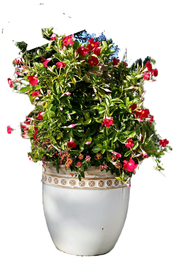 3 gallon Mandevilla with trellis