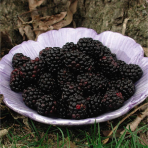 Blackberry Chester Thornless