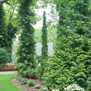 Arborvitae Sting 3 gallon pot