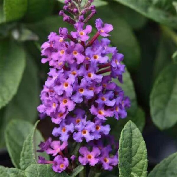 Buddleia Blue Chip 2 gallon pot