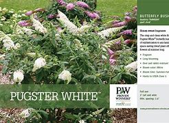 Buddleia Pugster White 2 gallon pot