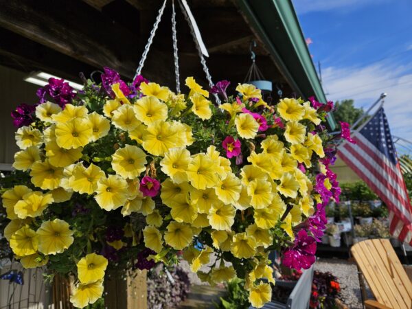 14" Coco Moss Basket